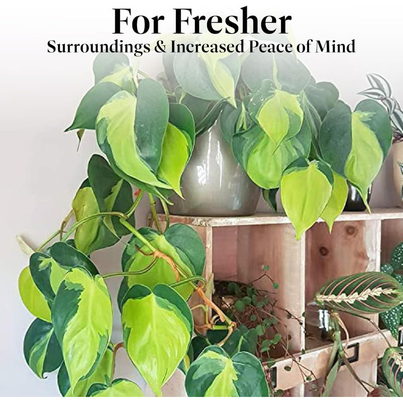 Philodendron Brasil 6 inches on sale pot